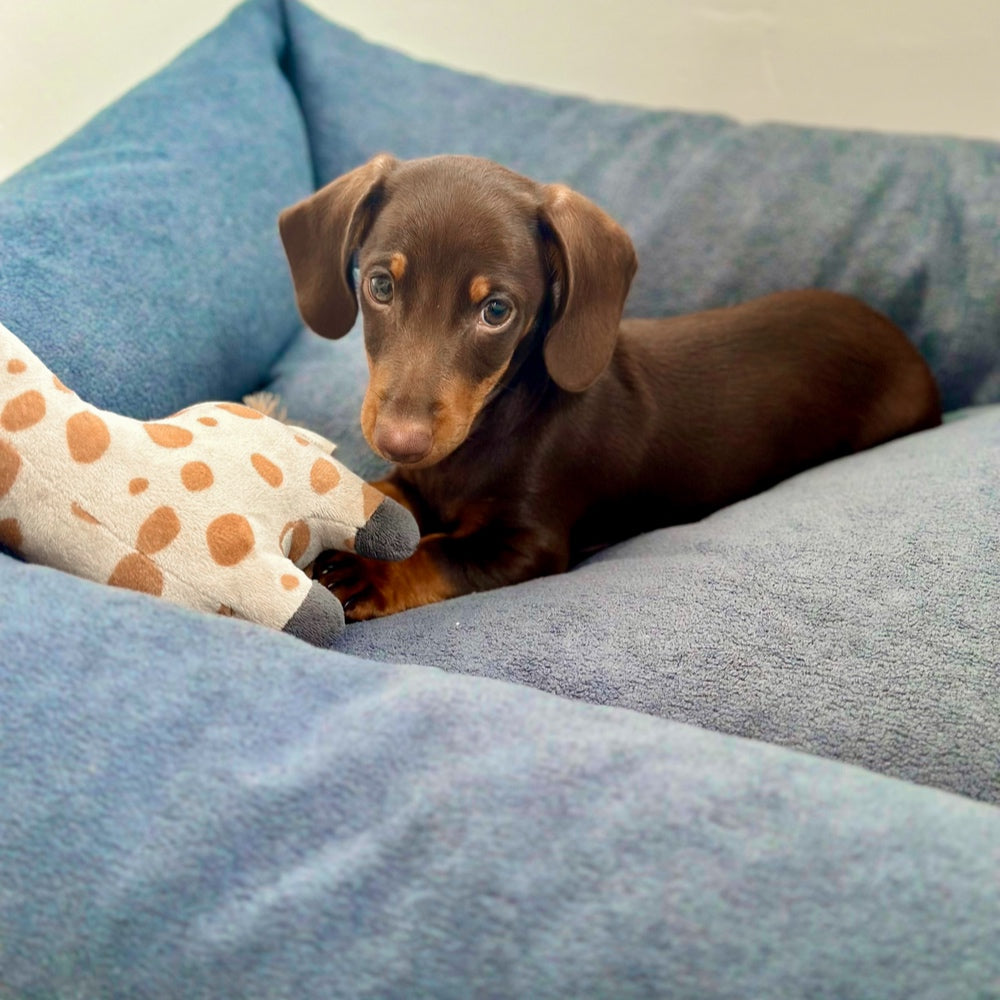 Cama para perros de borrego Nube