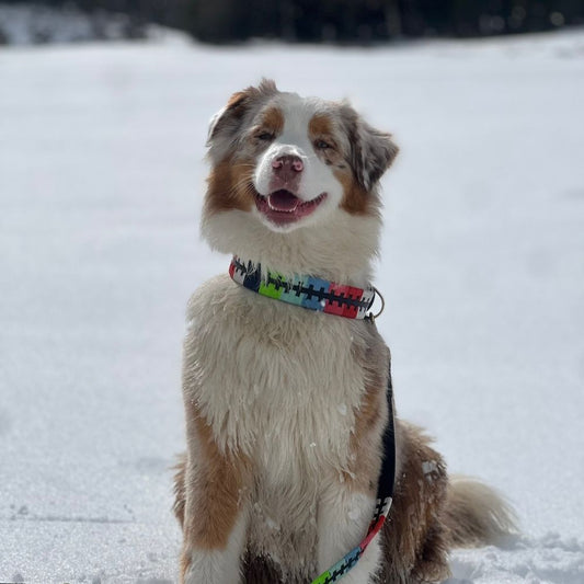 Dogo collar modelo 1