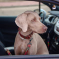 Load image into Gallery viewer, Scooby Cinturón de seguridad + collar 4