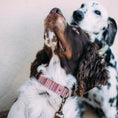 Load image into Gallery viewer, Toby Collar Modelo