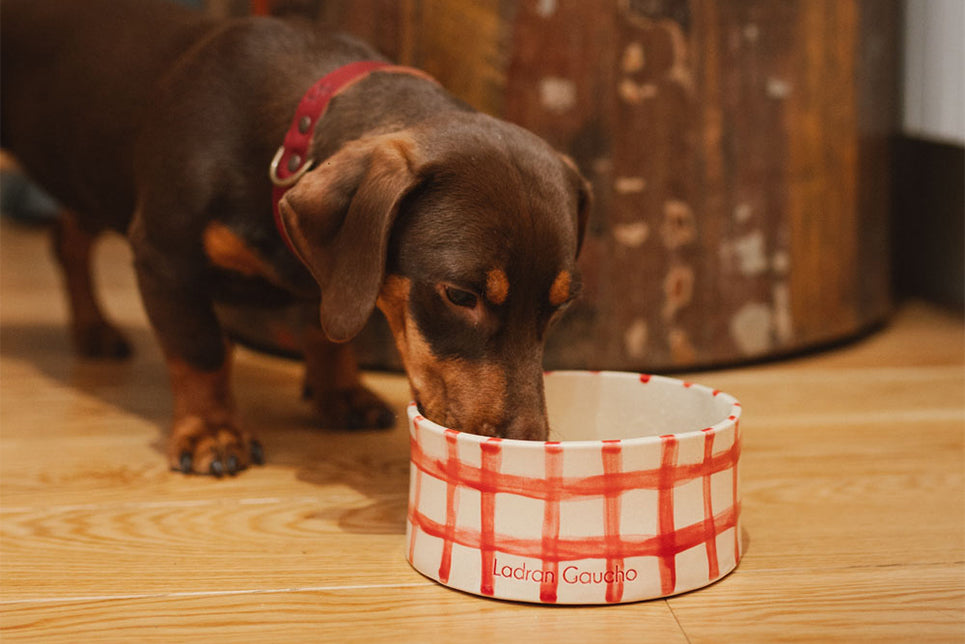 Alimentos prohibidos para tu mascota