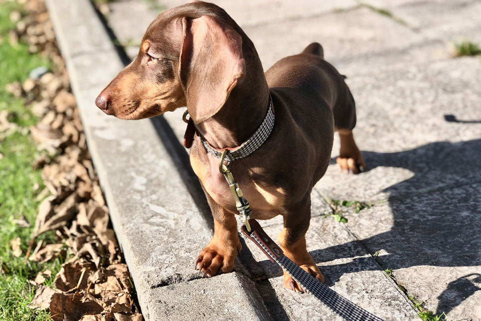 Tipos de correas para perros