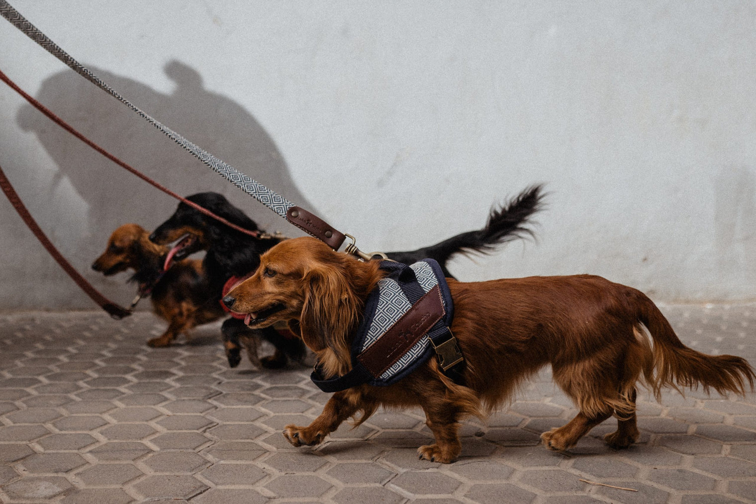 Arneses perros pequeños ladran gaucho