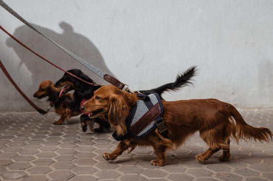 Arneses perros pequeños ladran gaucho