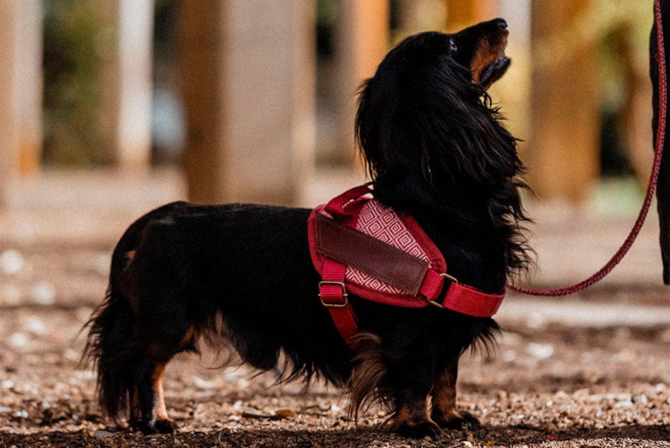 ¿Cuál es el mejor arnés para cada tipo de perro?