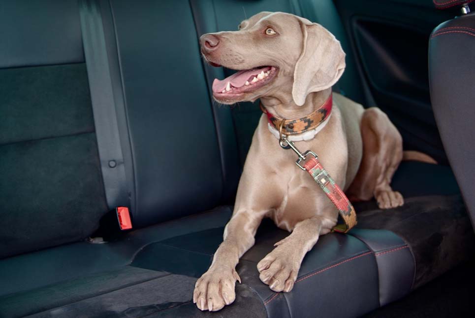 Consejos para viajar en coche con tu perro