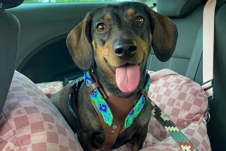 PLAYAS “PET FRIENDLY” EN ESPAÑA DONDE PODER IR CON TU MASCOTA