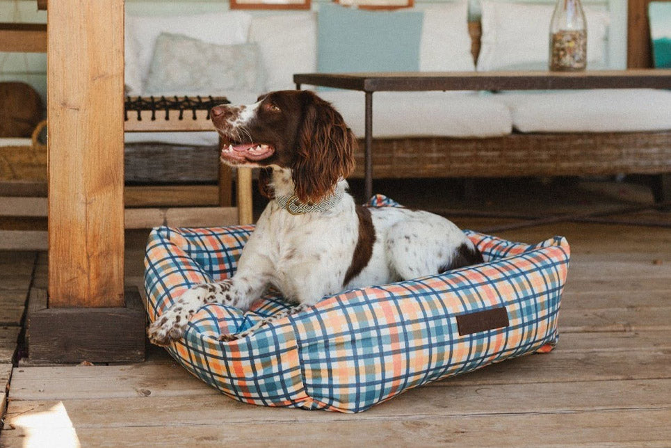 Protectoras de animales en España