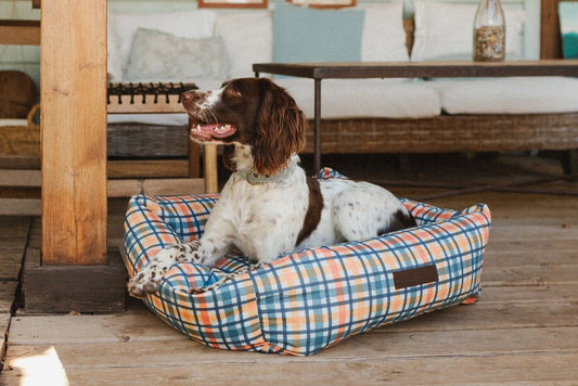 Protectoras de animales en España