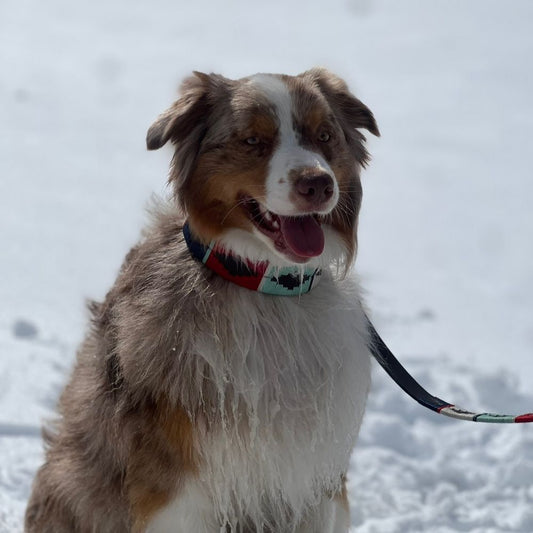 Capi collar y correa &#8211; @arwen.aussie 1
