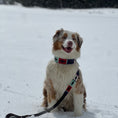 Load image into Gallery viewer, Capi collar y correa – @arwen.aussie 2
