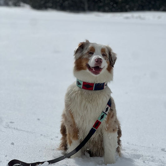 Capi collar y correa &#8211; @arwen.aussie 2