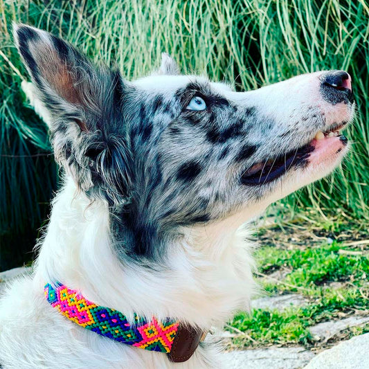 Charro Collar Modelo