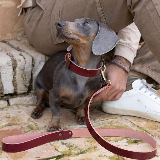 Cuero premium cereza collar &#8211; Modelo