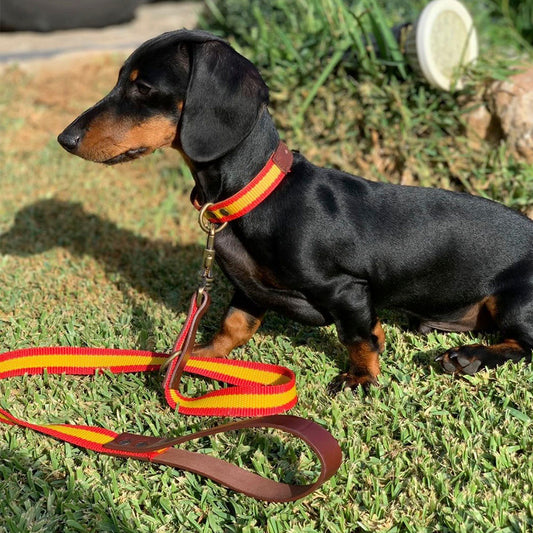 España Collar &#038; Correa Modelo