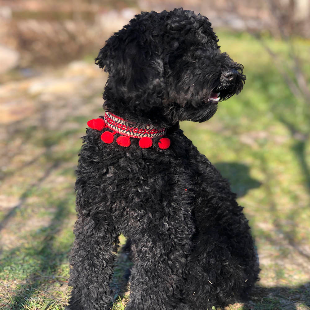 Frida Collar Modelo 2