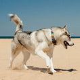 Load image into Gallery viewer, Frijol collar – Modelo

