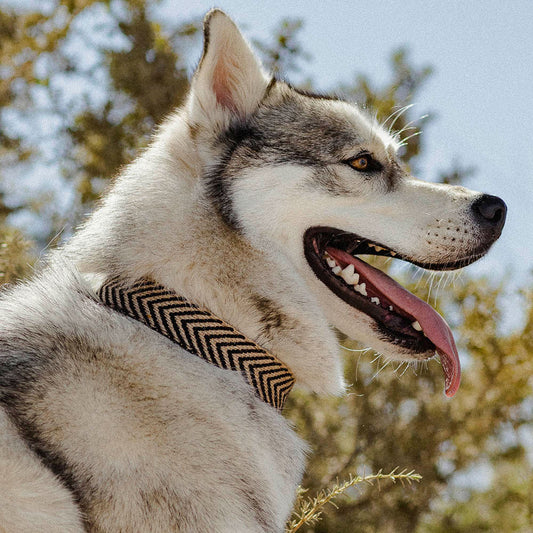 Jocho collar &#8211; Modelo 1
