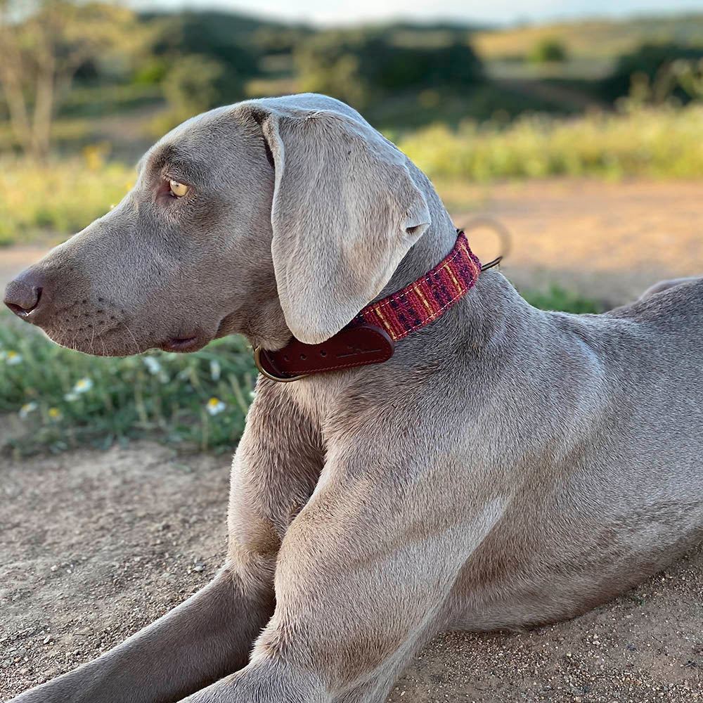 Luca Collar Modelo