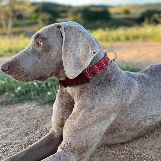 Luca Collar Modelo