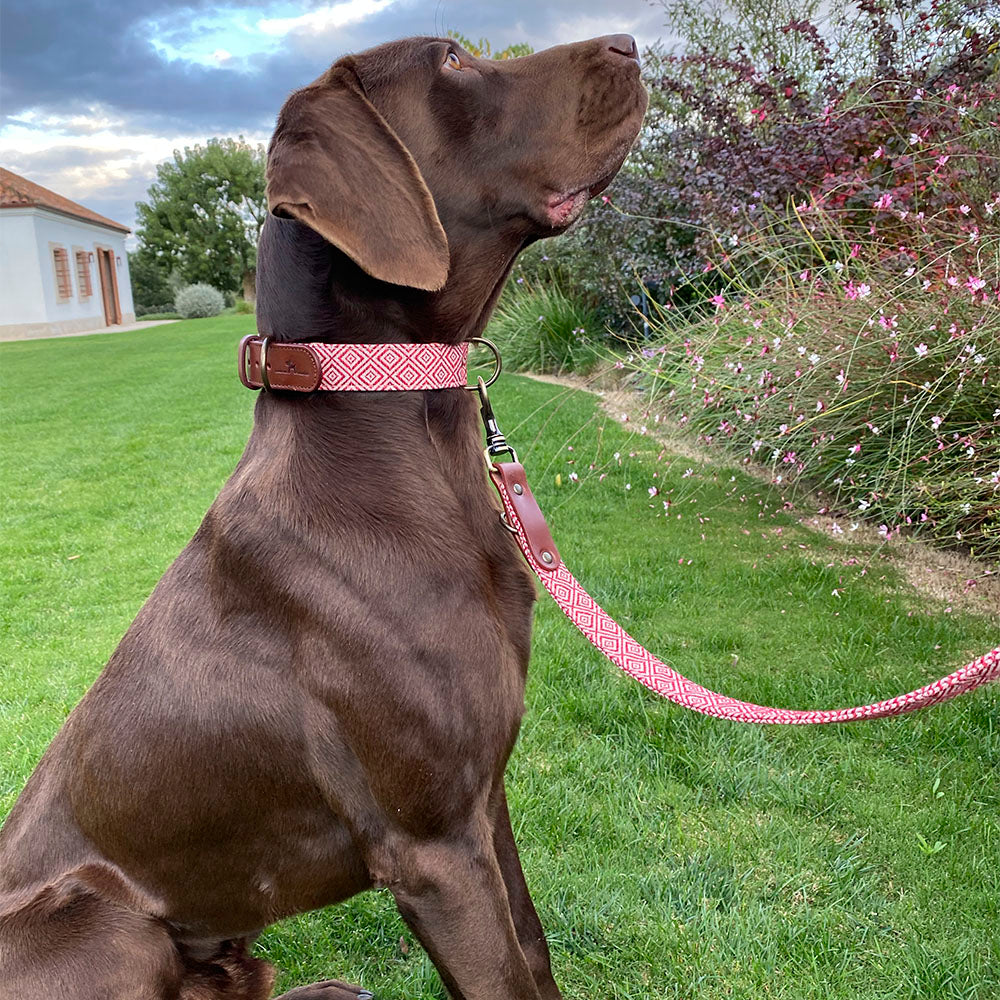 Mambo Collar &#038; Correa Modelo
