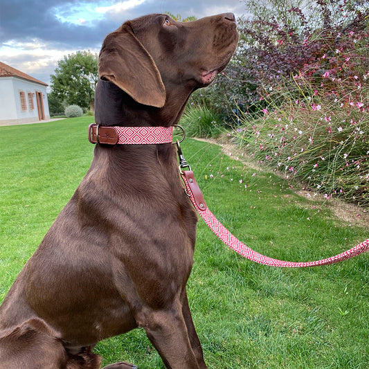 Mambo Collar &#038; Correa Modelo