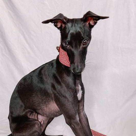 Mambo Collar Galgo Modelo 1