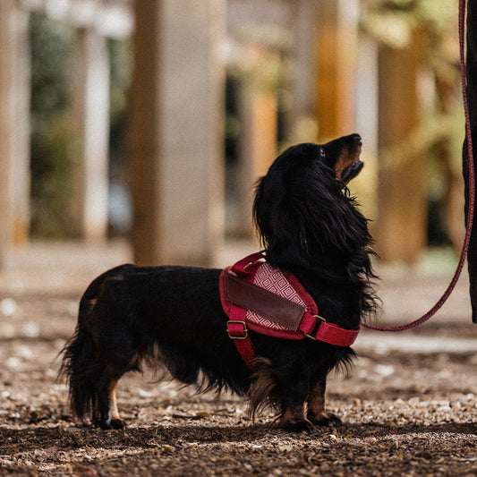 Mambo arnés seguridad modelo 1