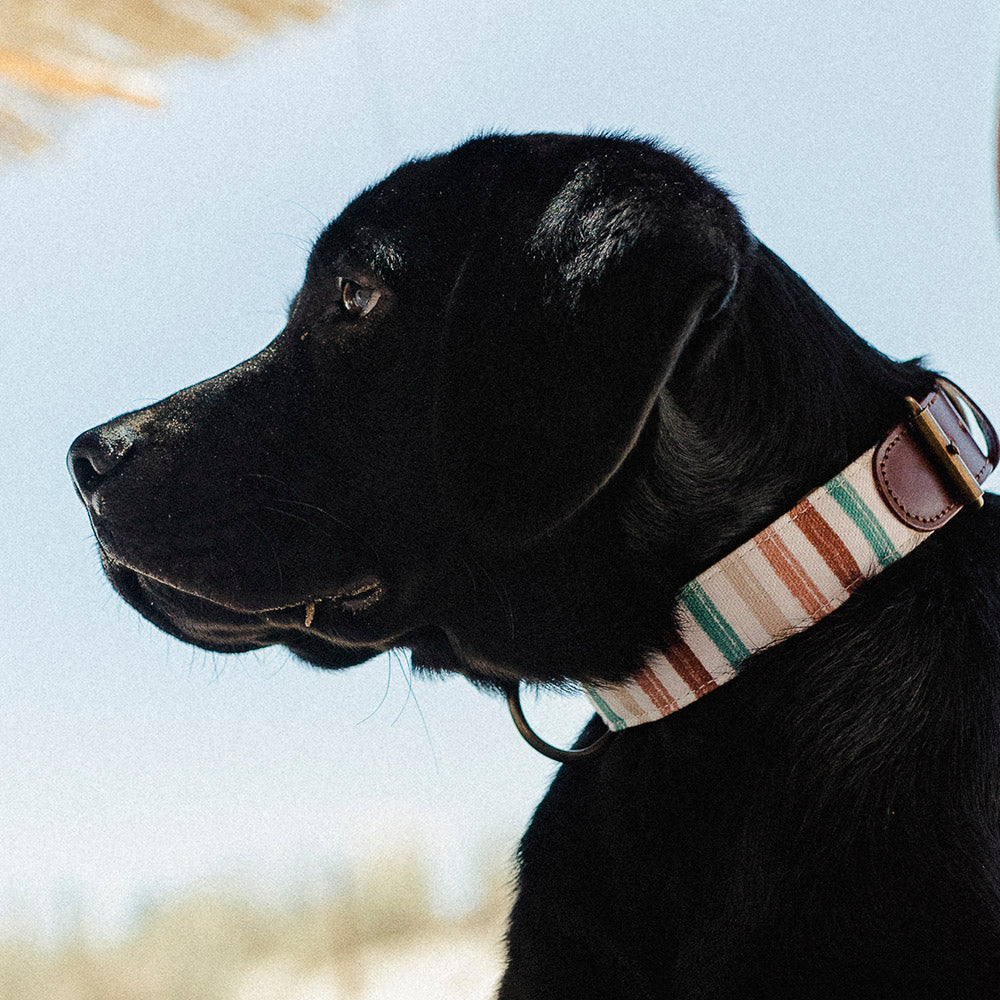 Max Collar Modelo 1