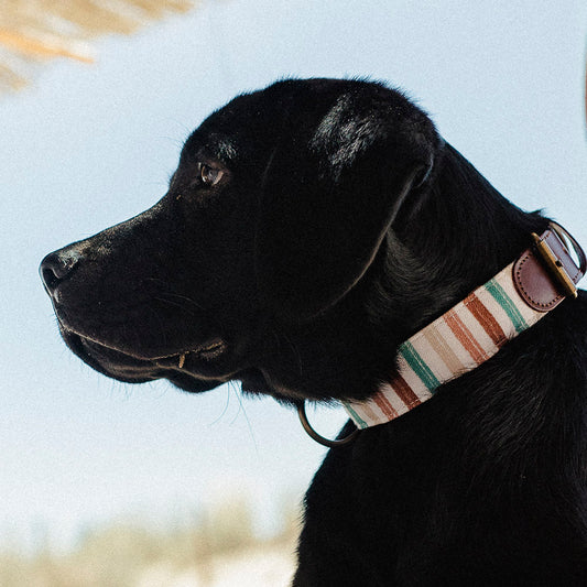 Max Collar Modelo 1
