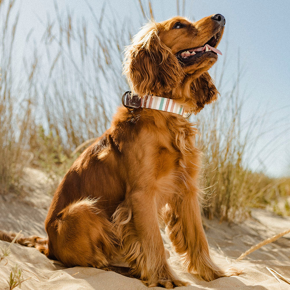 Max Collar Modelo 2