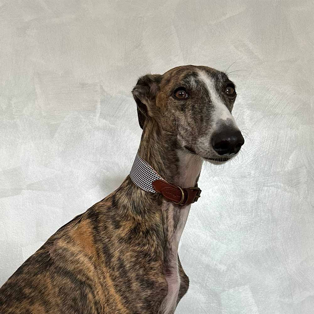 Milo Collar Galgo Modelo 1
