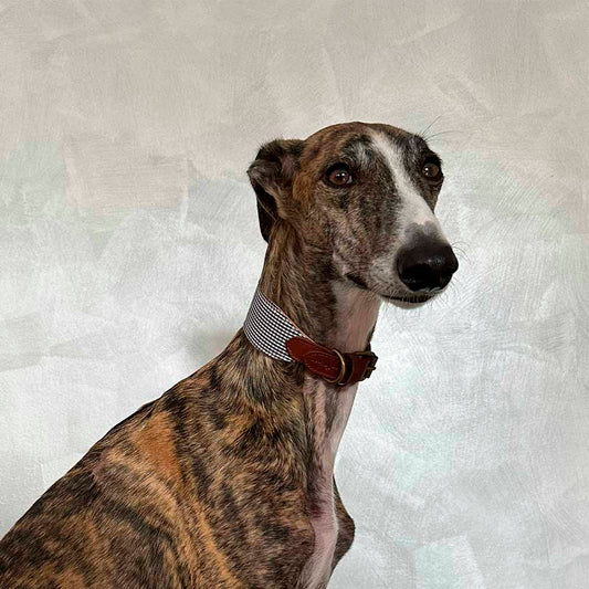 Milo Collar Galgo Modelo 1