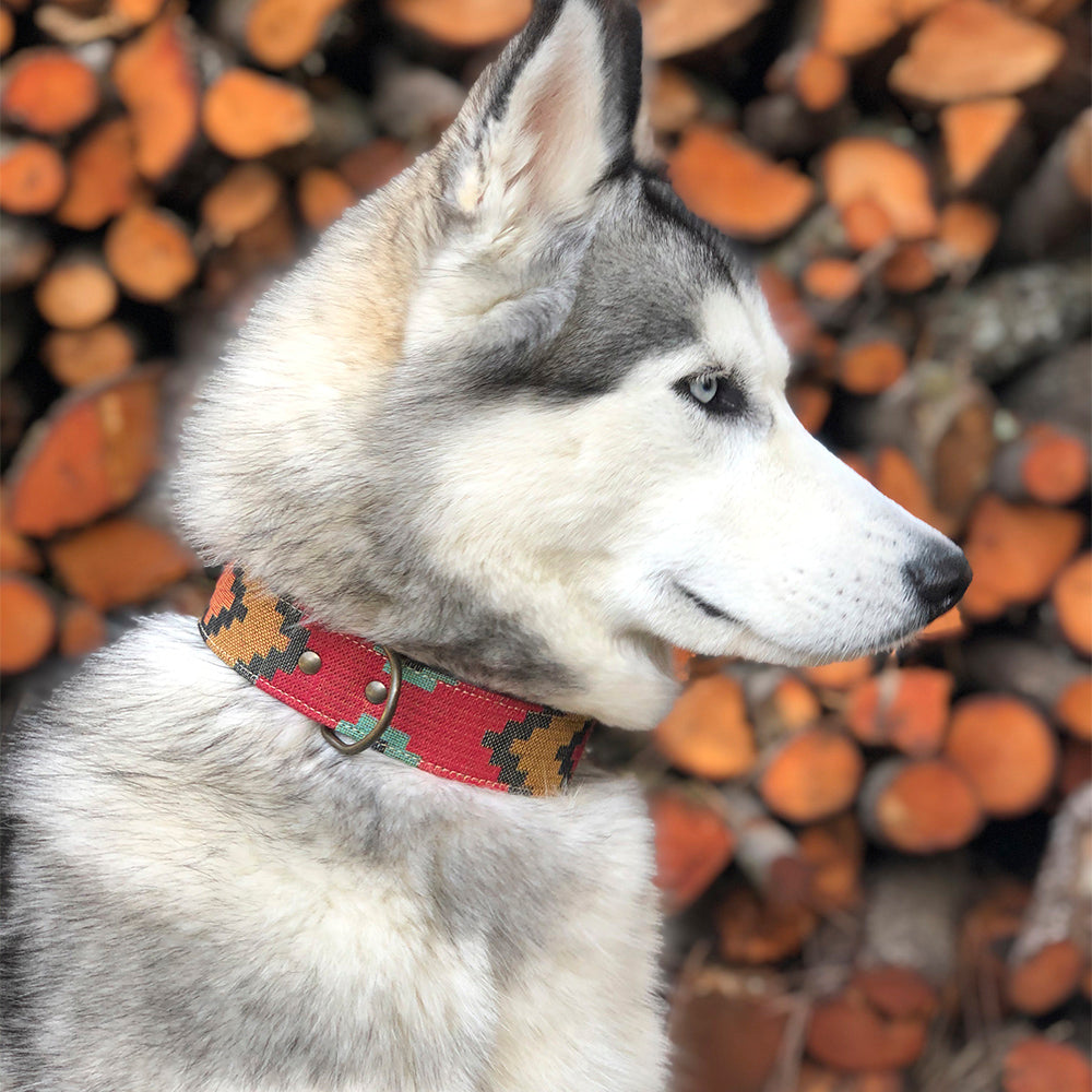 Scooby Collar Modelo