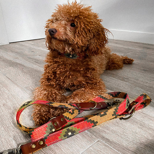 Scooby Correa Modelo