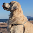 Load image into Gallery viewer, arnes-corcho2
