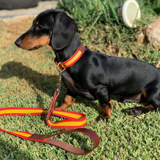 collar-españa