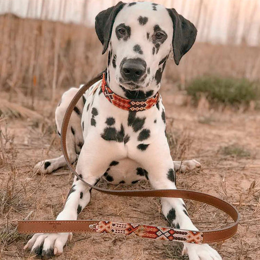 dalmata