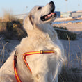 Load image into Gallery viewer, españa
