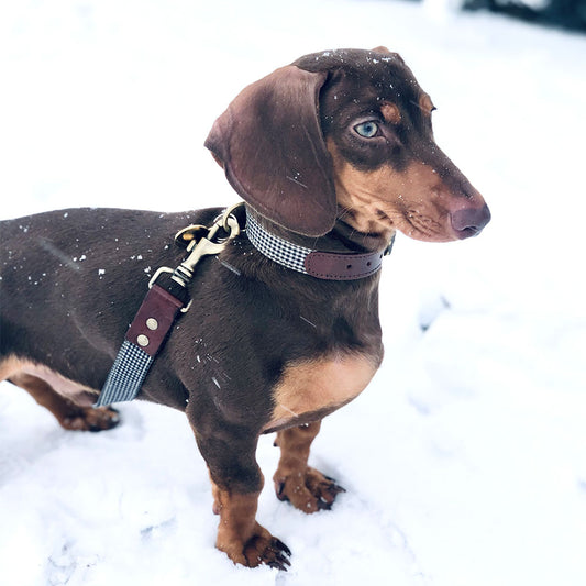 milo