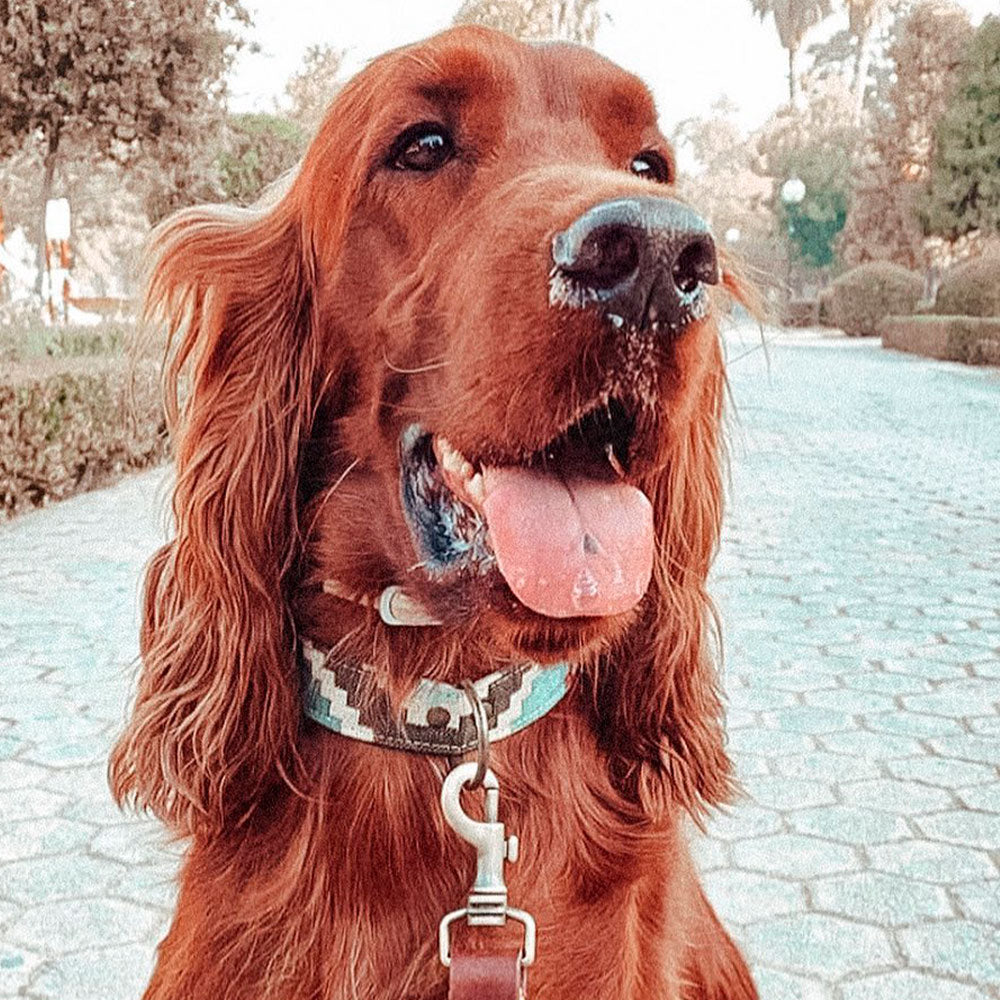 pluto-modelo